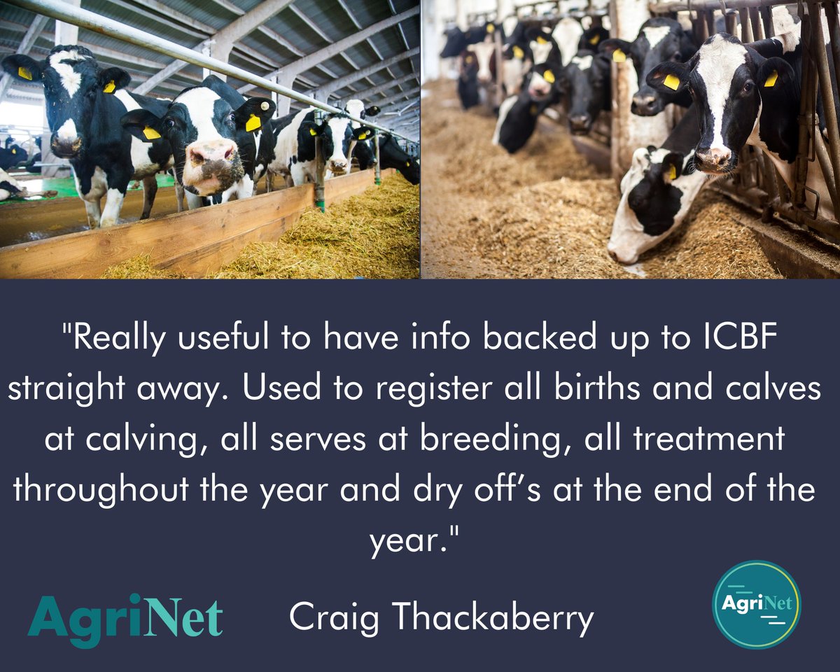 AgriNetFarm's tweet photo. WAIT no longer. Download AgriNet HerdApp today: https://t.co/9V8lzOVtR5
#CalvingSeason2021 #FarmLife #Calving #AgIE #FarmBetter #Februdairy #TeamDairy #Beef #Sucklers #IrishFarm #AgriNetTestimonials https://t.co/PZpR5c1ccV