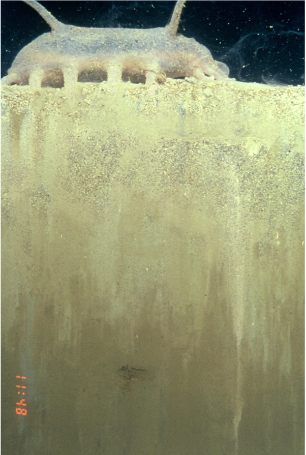 Wormcam's tweet photo. a brittle star (red circle) on the deep seafloor hurriedly headed to some unknown destination! pink circles r Scotoplanes, commonly known as the sea pig. A genus of #deepsea sea cucumbers that move around on leg-like projections (profile image)
#atlanticocean #funsciencefriday https://t.co/h7GDH4cPPD