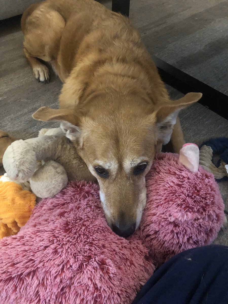 Reminder if you skipped your coffee or have a few dollars to spare, my sister is trying to keep her dog alive and has been hit with a HUGE medical bill. Please check out my PINNED Tweet. Any contribution would mean the world. Thank you for your consideration. -Casey https://t.co/MytsUbWvTZ