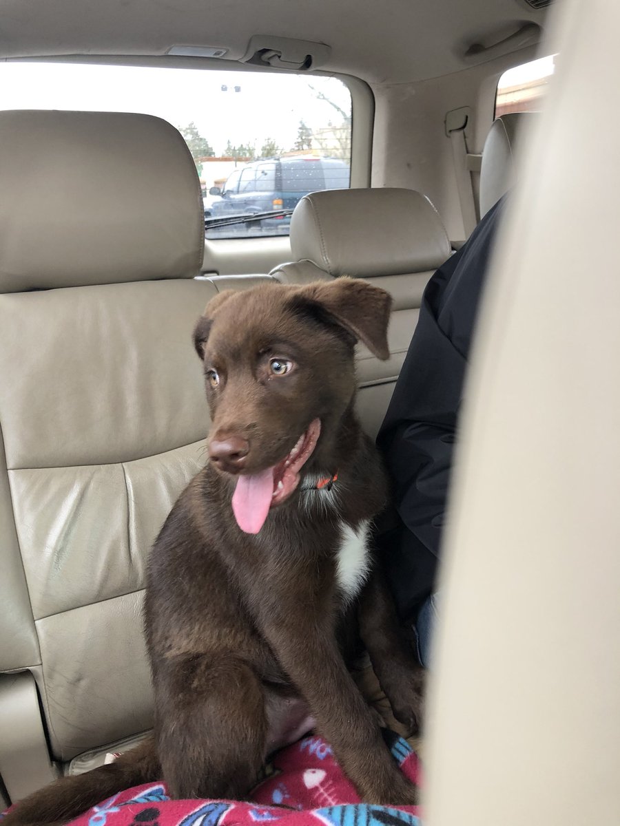AlderDeDog's tweet photo. @PAVGOD New puppy brother. Just picked him up. He’s ok, I guess. https://t.co/D2Jg9H3Hnc