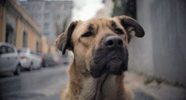 NantucketFilmF's tweet photo. We're partnering w/ @MagnoliaPics for our March NFF Now Screening Room, @Straydocfilm, a thought-provoking view of Istanbul through the eyes of three stray dogs, available to stream today! More information here > https://t.co/uEvVZ1tJmx
#magnoliapictures #nff2021 #NFFNow https://t.co/Ya8w4LG4nU