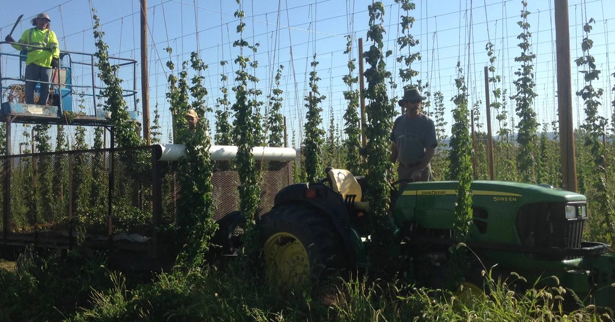 fermlyknow's tweet photo. #labfactfriday: There is less chance of hop creep when dry hopping is done cooler and quicker. Photo by Billy Goat Hop Farm in Montrose, #Colorado. More on #hopcreep here: https://t.co/6qYSQCf4cg https://t.co/EwGO3Mpa1v