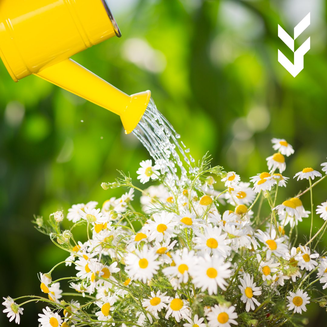 Fitleaf1's tweet photo. #Daisies have lots of medicinal properties. They are thought to slow bleeding, relieve indigestion and ease coughs. 

In homeopathy, the garden daisy is known as the gardener’s friend for its ability to ease an aching back. https://t.co/VFxJKb0jL5