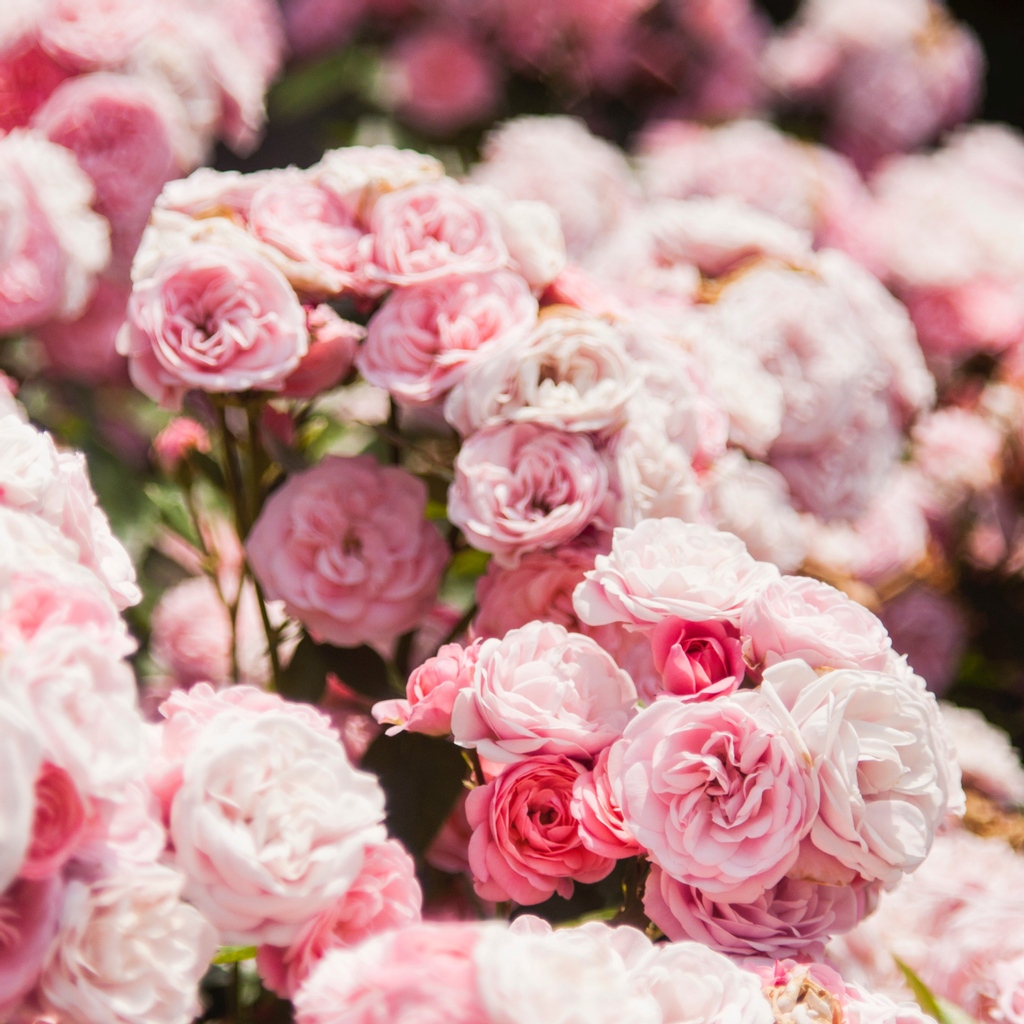 WoodsofWindsor_'s tweet photo. "A mother's love for her child is like nothing else in the world. It knows no law, no pity, its dates all things and crushes own remorselessly all that stands in its path" - Agatha Christie
#Mothersdaygifting #Mothersday #truerose #Woodsofwindsoruk #Vegangifting #Naturalbeauty https://t.co/zleMkFU62h