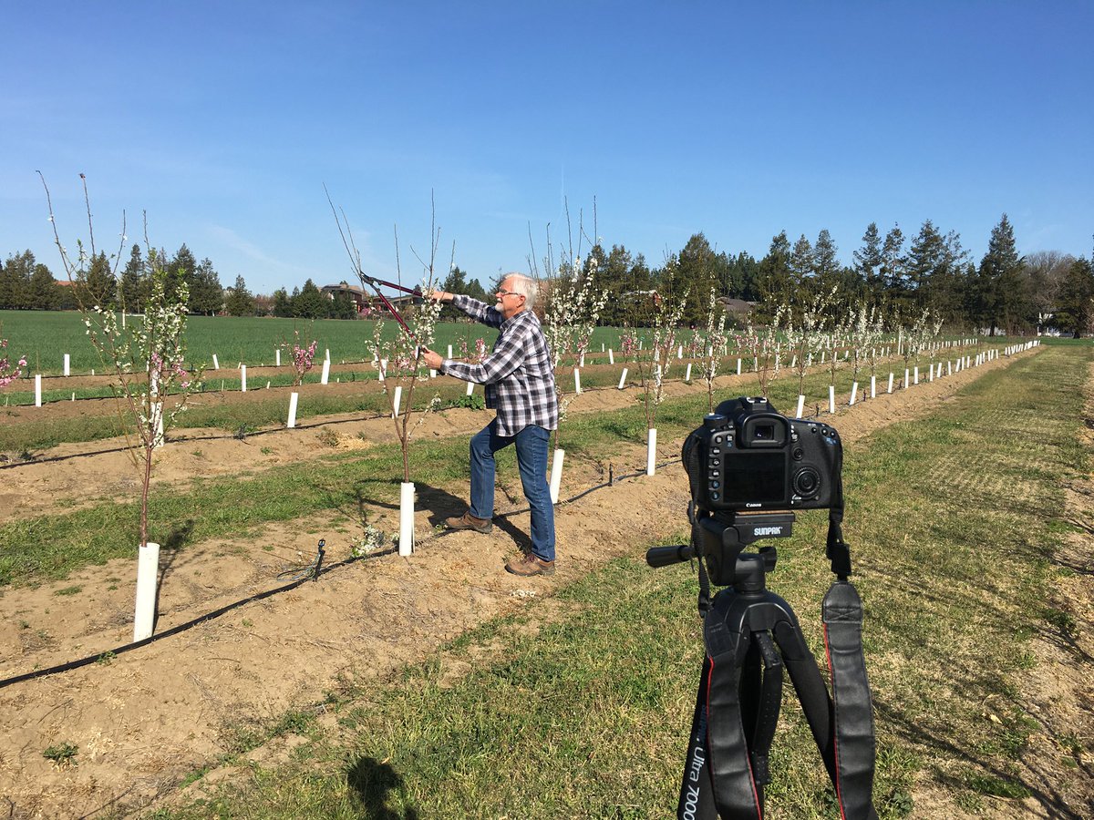 Our instructors are working hard to be ready for the entirely virtual 2021 Principles of Fruit and Nut Tree Growth, Cropping, and Management Course! Registration is open now, join us April 19-23. fruitandnuteducation.ucdavis.edu/education/prin…