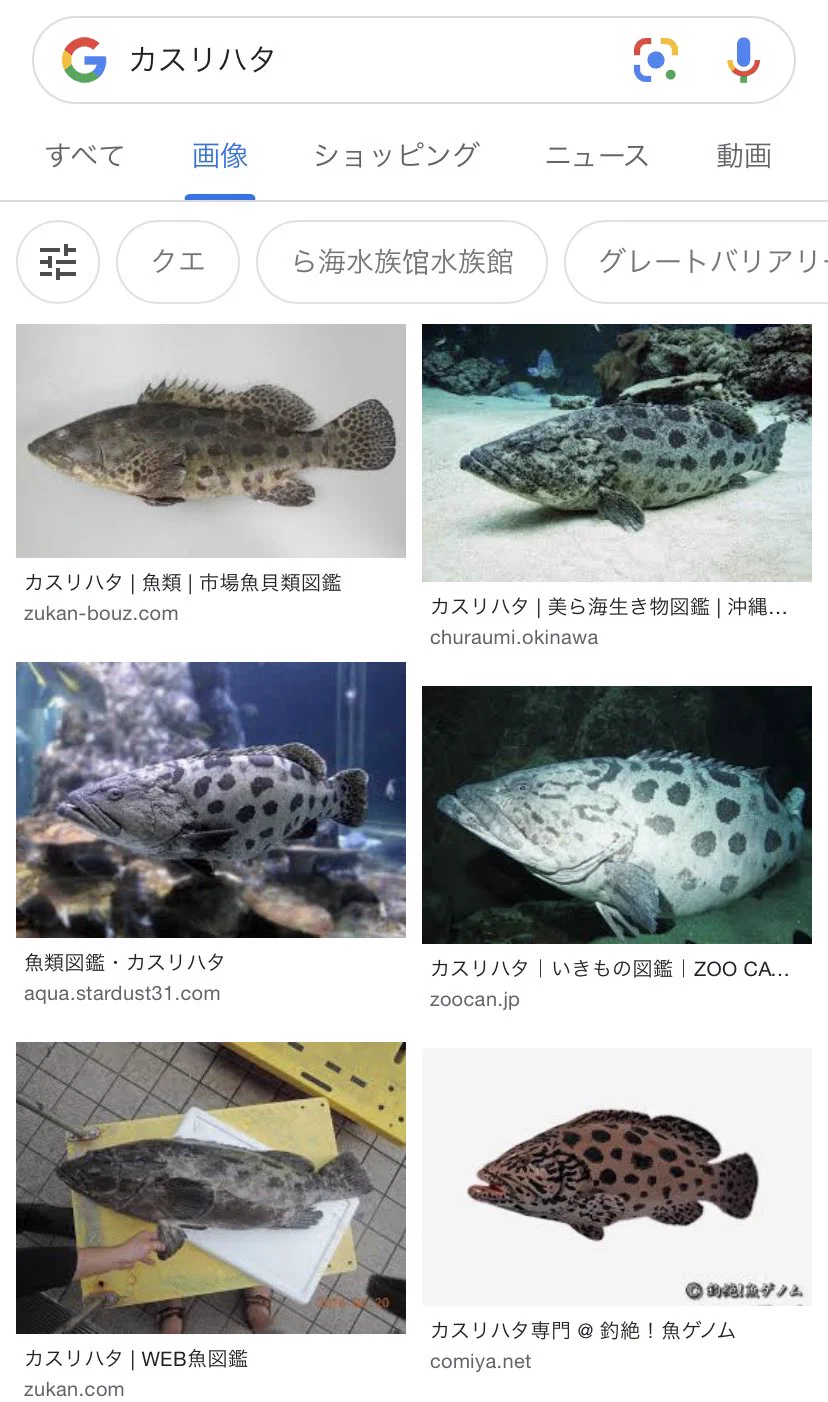 @jamafra1243 これはタマカイではなくカスリハタです。
ちなみにカスリハタの別名にポテトコッドというものがあります。これは体の斑点がジャガイモのような形をしている所から来てるんですよ。
皆様お間違いなきよう...。 