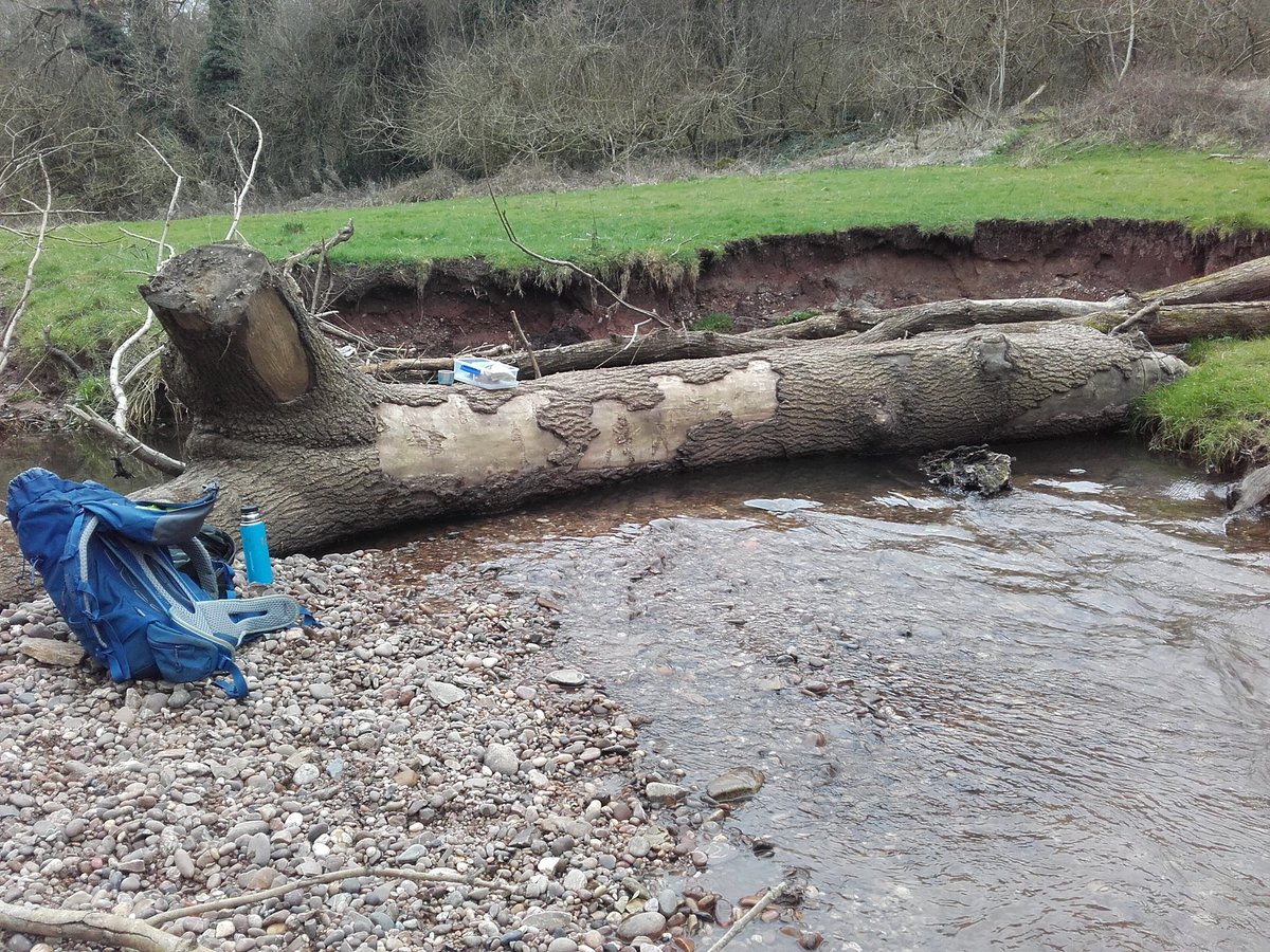 JonesintheWild's tweet photo. It's extremely rewarding to have your lunch sitting on a piece of wood that you put in a river. Well I mean I organised it going in 😊 Dynamic processes aplenty &amp; bucket loads of lovely habitat features #woodinrivers @StaffsWildlife @TrentCaba https://t.co/JZTa0vTjFa