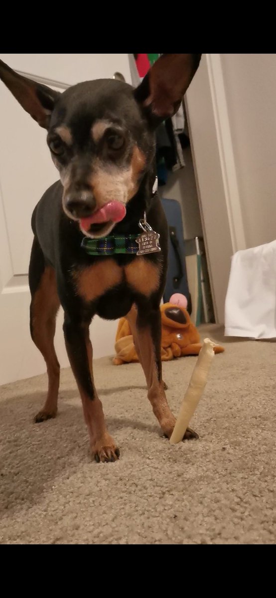 It's new bone Friday! Shout out to this super good boy who didn't defecate or trash anything while I was at work ALL week.