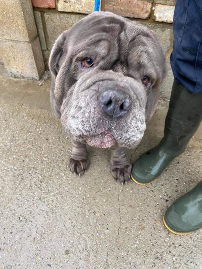 NWDogRescue's tweet photo. Please can you help us stop their pain? Hannah and Spike need urgent surgery in their eye conditions. We’ve been asked to help and they really need surgery urgently https://t.co/3t5Iey9cn8 https://t.co/bLLDXEHstA