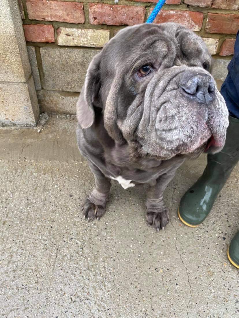 NWDogRescue's tweet photo. Please can you help us stop their pain? Hannah and Spike need urgent surgery in their eye conditions. We’ve been asked to help and they really need surgery urgently https://t.co/3t5Iey9cn8 https://t.co/bLLDXEHstA