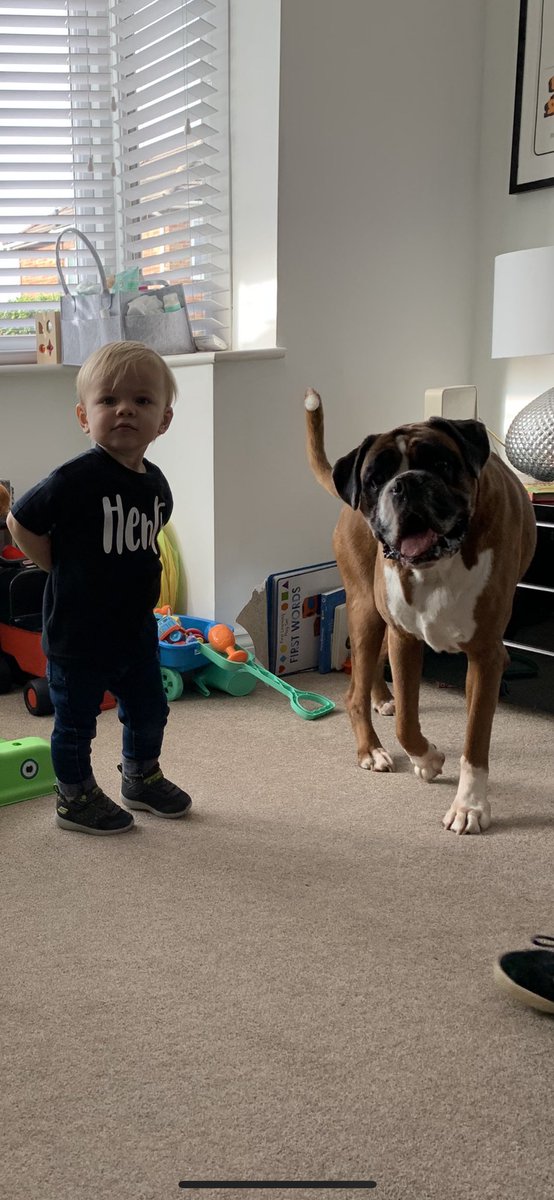 Weekend is here! Double trouble! #boxer #boxerdog