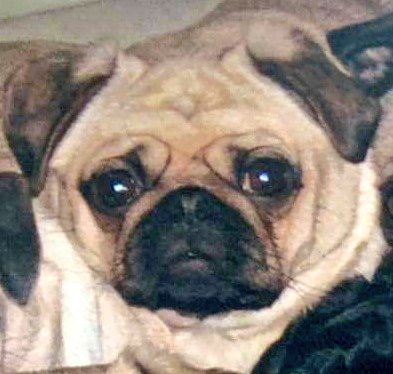 Dora aged 11, missing lots of teeth and slightly deaf has been stolen from her elderly owner in Lydd, Kent. Her owner has since had a mini stroke. Please RT. #bringdorahome #missingpet #missingpug #dogstolen #stolendog #lucyslaw #bringdorahome #pug #pugs #lostdog #lostdoguk