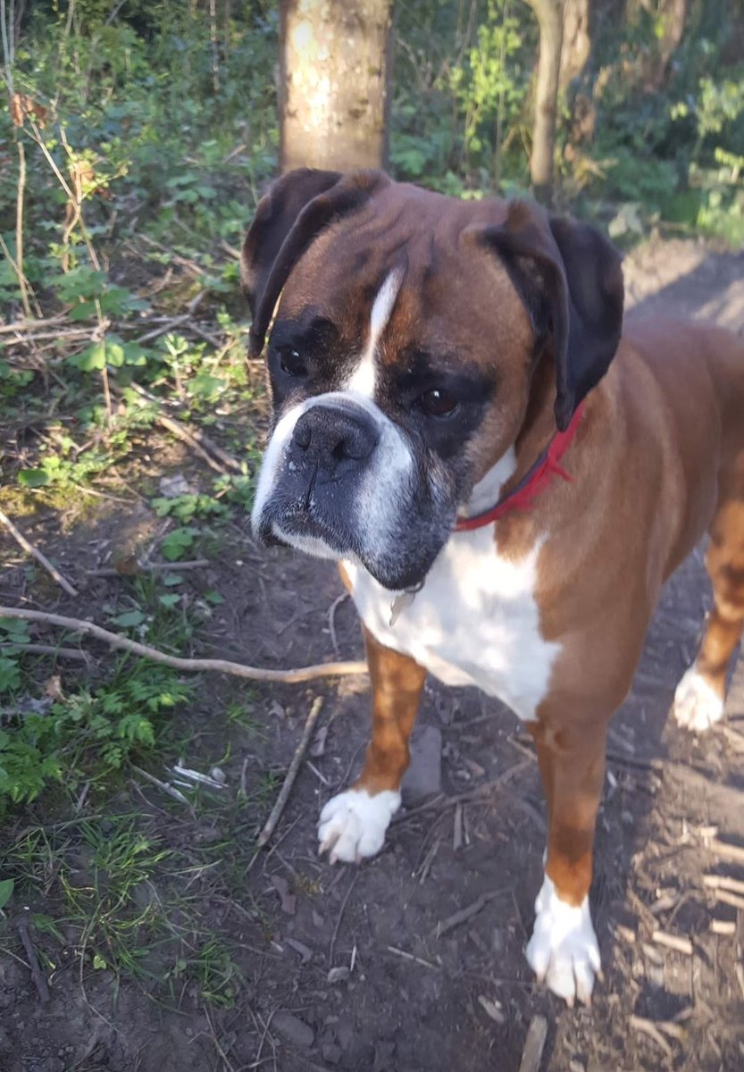 <a href="/BoxerDogUnion/">BoxerDogs</a> Snap!