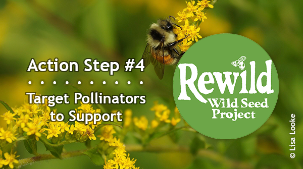 Rewilding Action Step #4: Some pollinators need certain plant species for food &amp; reproduction. Learn what those are for pollinators you want to support.

Pledge to Rewild (bit.ly/pledge-to-rewi…) and get free info and resources. #PledgeToRewild10ActionSteps #PledgeToRewild
