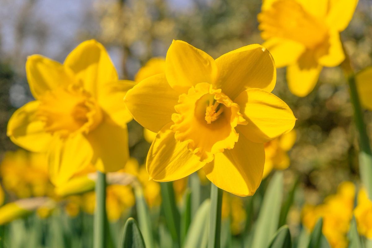 AnglinRepair's tweet image. We are loving this Friday weather! Have a great weekend, everyone! #FridayFeeling #anglinsfoundationrepair #WeekendWarriors