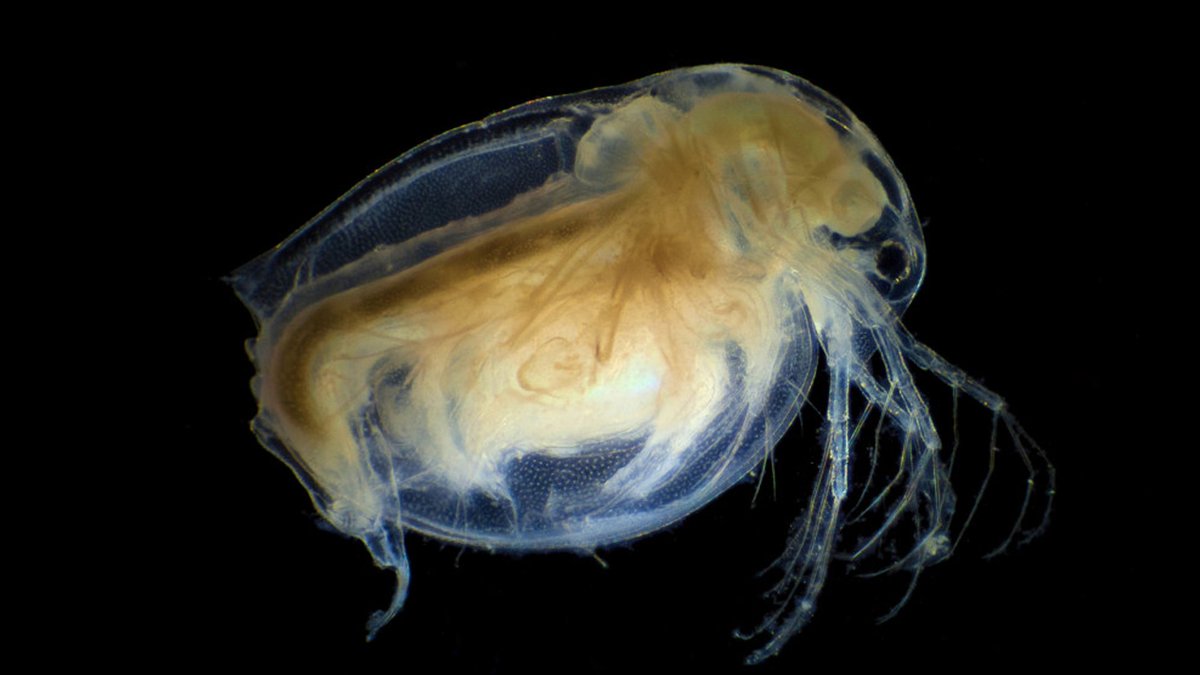 UTSC's tweet image. #UTSC researchers find that even small amounts of pollution affect ‘chemical conversations’ tiny species rely on to live. #UofT utsc.utoronto.ca/news-events/br…