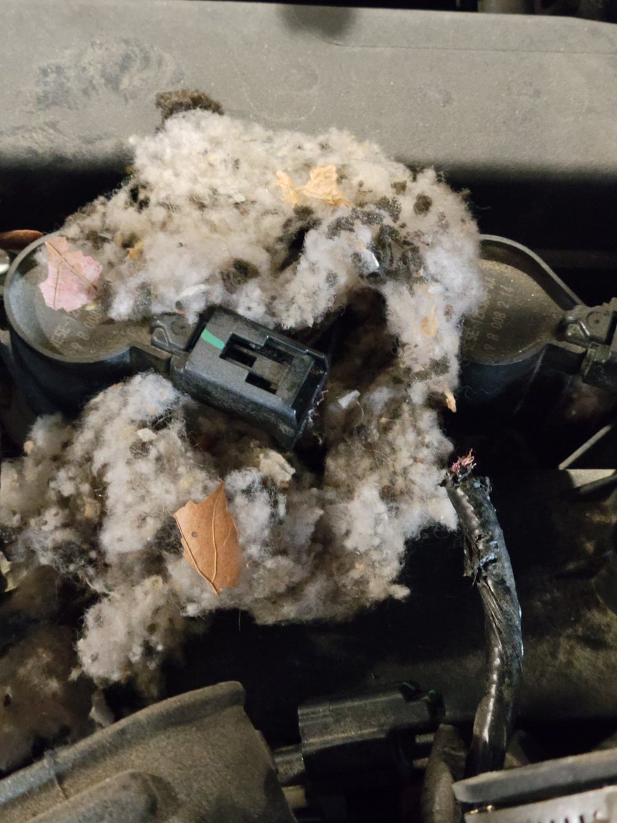RC_EARL's tweet photo. Meow,pals!🐾
Zombies built a nest &amp; tried to kill Mum’s car!🙀Stinky dryer sheets can deter the infestation of zombs in your car while yours truly relaxes on #jellybellyfriday ? #timemanagement #ZSHQ #RaaAaaaa #FursuitFriday #CatsOfTwitter #WhereIsMyBreakfast https://t.co/LMdW6uXVbc