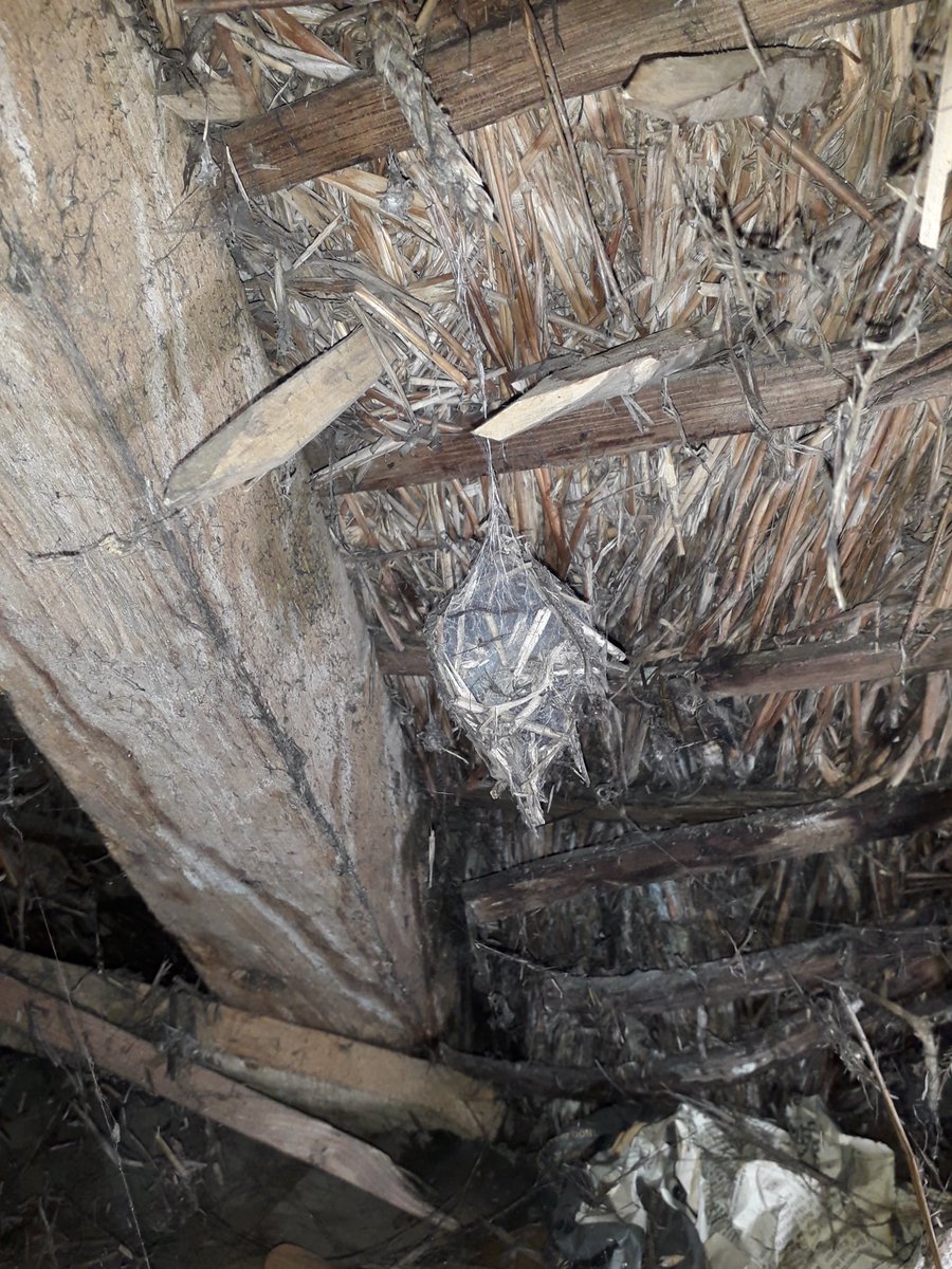 mrwellesley's tweet photo. Spider egg sac housing under thatch -any ideas who’s home?⁦@BritishSpiders⁩ https://t.co/waIP2bEd4q