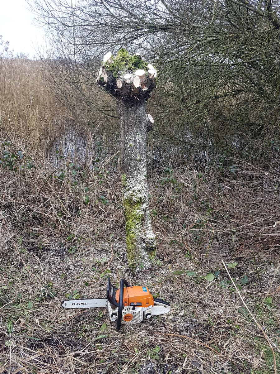 wildlifebeck's tweet photo. Spent the last 2 days giving the willows at @SomersetWT Westhay a haircut #pollarding https://t.co/Fd78r6cxG7