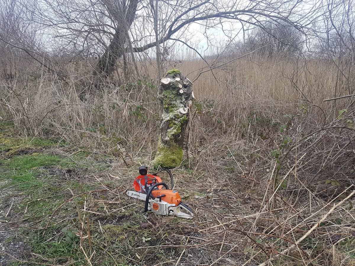wildlifebeck's tweet photo. Spent the last 2 days giving the willows at @SomersetWT Westhay a haircut #pollarding https://t.co/Fd78r6cxG7