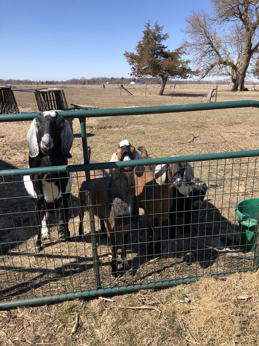 Microgreensand1's tweet photo. The goats are so happy the snow is gone!!#NubianGoats #SpringIsComing #WinterIsGone https://t.co/fV77GZ3cIJ