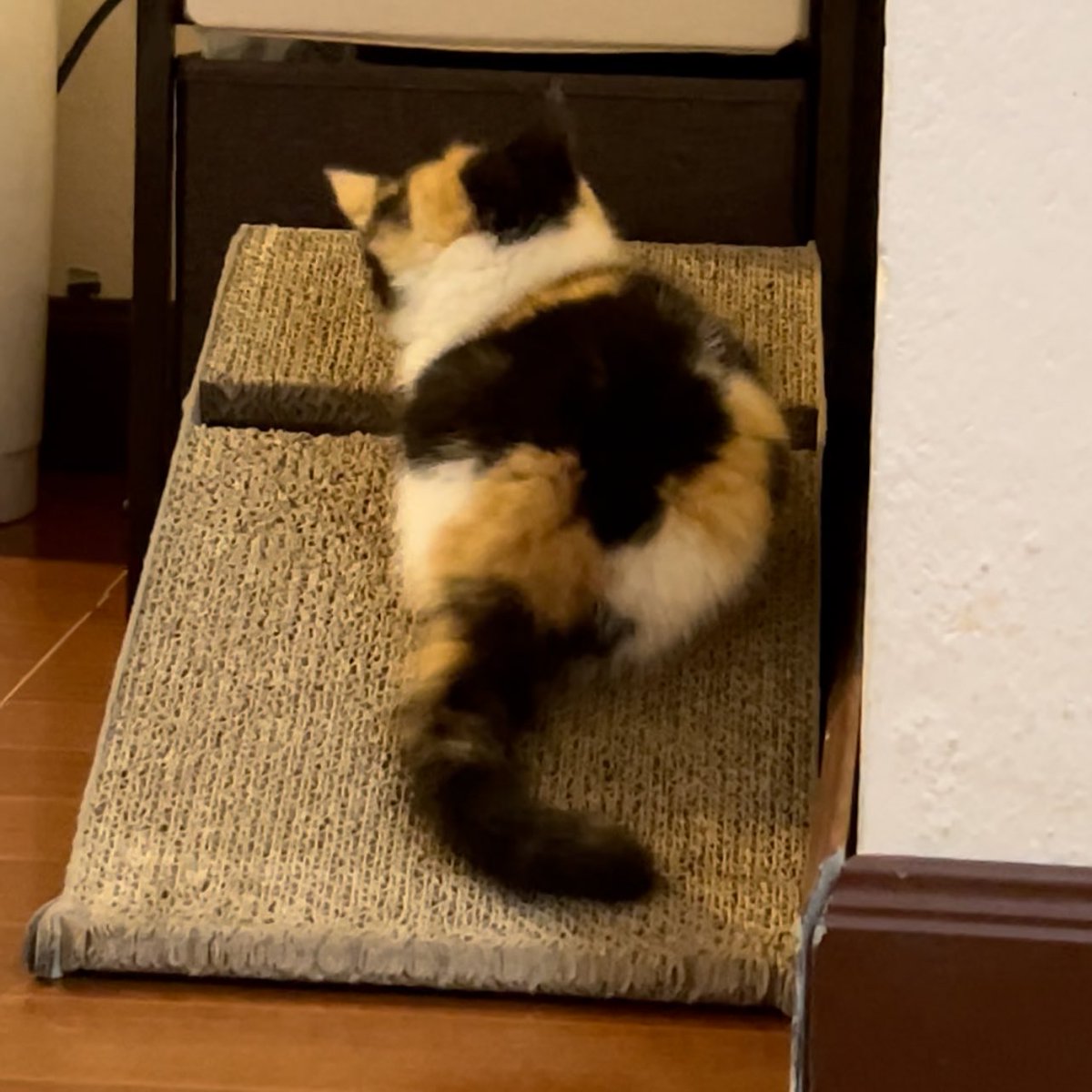 คนหนายบ๊วย