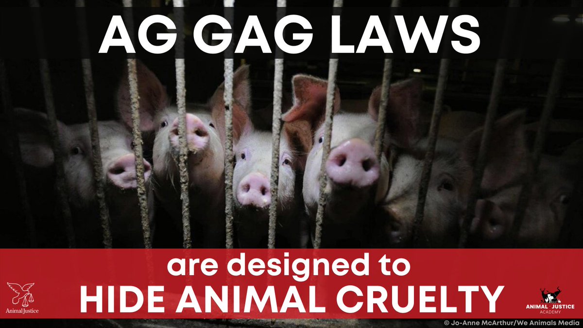 palm4444's tweet photo. Provincial governments across Canada are passing ag gag laws to make it ILLEGAL to expose animal cruelty in the meat industry. Please say NO to ag gag laws in Manitoba. #StopAgGagLaws @BrianPallister @BlainePedersen https://t.co/HCzeZNcuZs