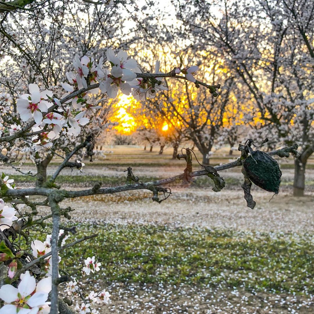 Visit California tweet media