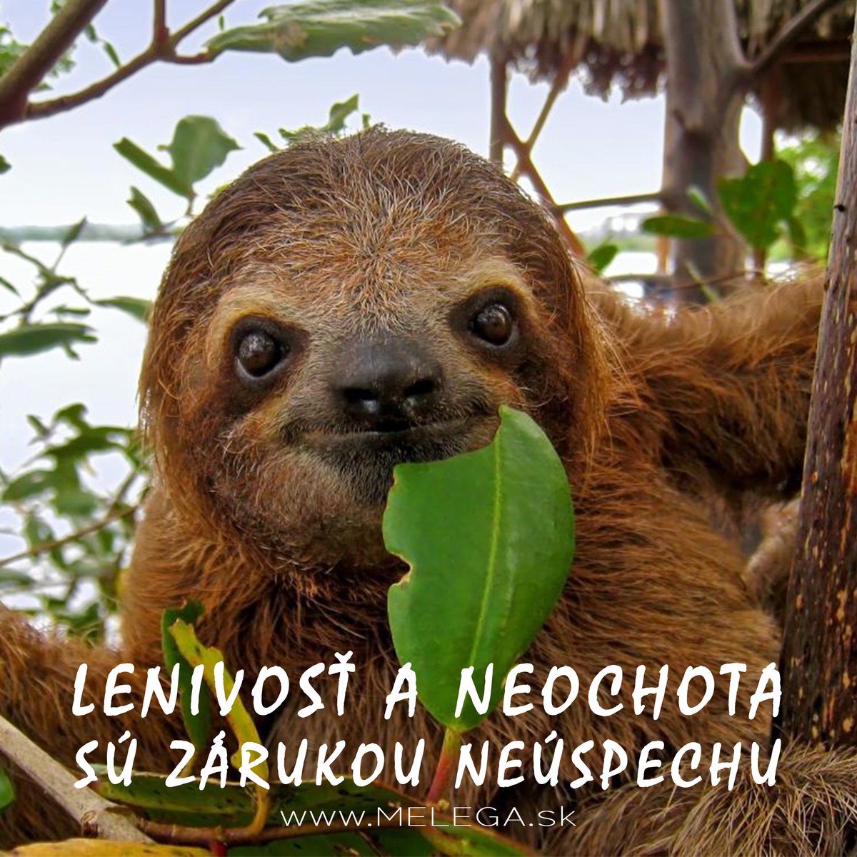 melegaofficial's tweet photo. Ako tráviš #lockdown? Leňošíš alebo pracuješ naplno? 🤔
#citat #myslienka #lenivost #neochota #zaruka #neuspech #zivot #motivacia #inspiracia #ciel #melega #jaroslavmelega https://t.co/kFqnEnrmiW