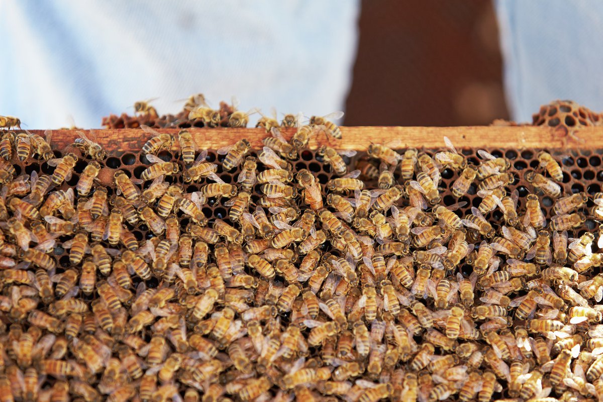 “As a partnership designed by nature, almonds take our responsibility for honey bee health seriously”- Josette Lewis, Almond Board CSO. Learn how farmers are supporting bees and other pollinators at bit.ly/2A4iQSM