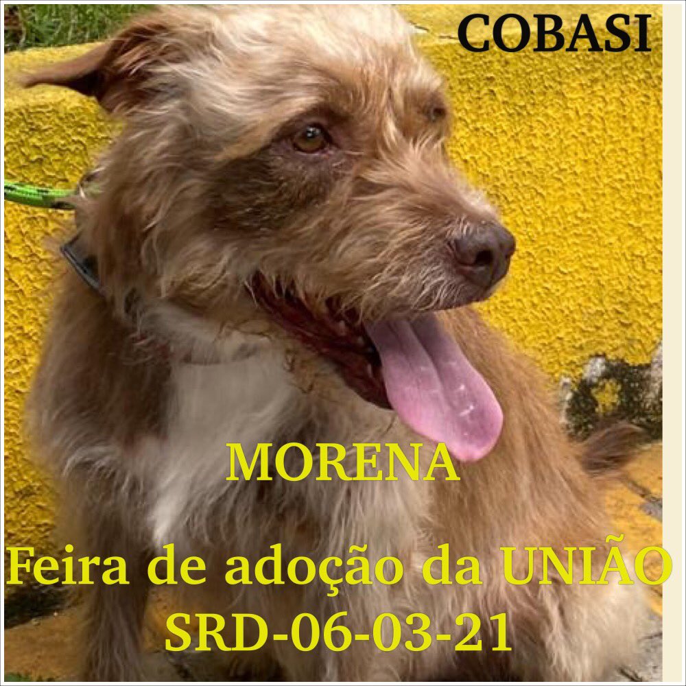 FEIRA DE ADOÇÃO DA “UNIÃO SRD”-DIA 06-03-21-SÁBADO-                                  Amigos, devido a
Grande Demanda de Abandono e Novos Resgatadinhos.... 
Sábado dia 06/03 manteremos o Evento de Adoção.
COBASI DA R TEODORO SAMPAIO 1933-Das 11 às 17h
ÁREA ABERTA  E BEM AREJADA,