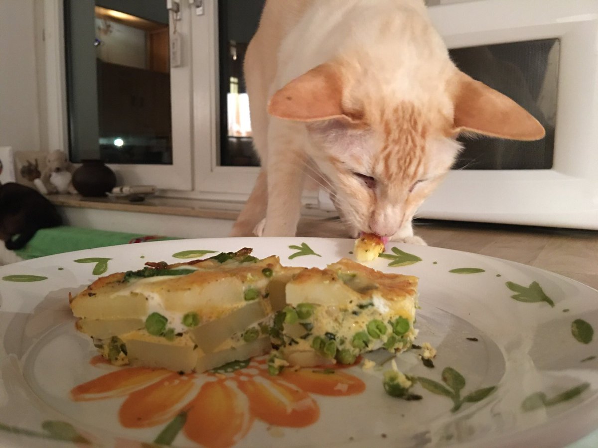 What? — I'm just reducing my carbon paw print by going vegetarian today. #FeliFriday <a href="/BengalWilma/">Wilma & Frank 🌈 & Nell The Bengals</a> <a href="/Ottogingerboy/">Angel Otto 🌈Fritz & Yser 🇺🇦</a> <a href="/CaineOllie/">ollie caine</a>