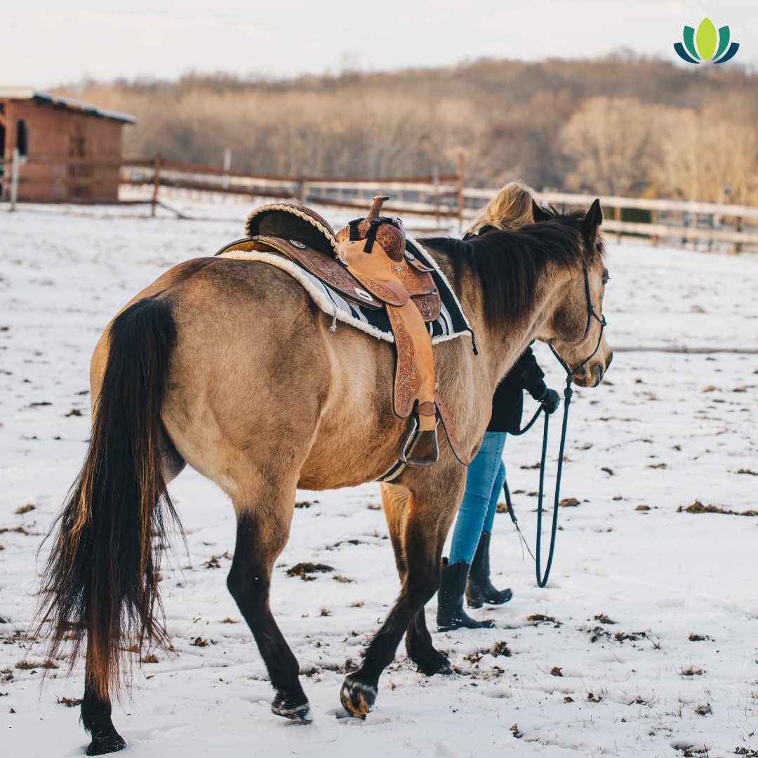 springtime_supp's tweet image. Here&apos;s your reminder to check your horse&apos;s hooves! In winter, the cold weather and lack of exercise can cause a lack of proper blood flow to your horse&apos;s limbs. Poor blood flow can impact your horse&apos;s overall health and any cracks in their hooves could take longer to heal.