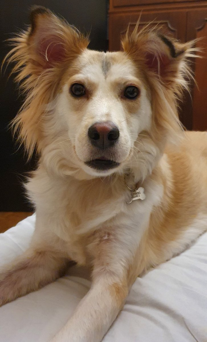 Stefano_Bini1's tweet photo. NO VABBBBBÈ!
Ma quanto è bello? Non come il padrone ma ci si avvicina... 🤣🤩
#stringaandme #amorepeloso #nonabbandonate #nonabbandonare #amorepure #cane #milanodue #milano2 #5marzo #doglife https://t.co/Ko4VXWgI1n