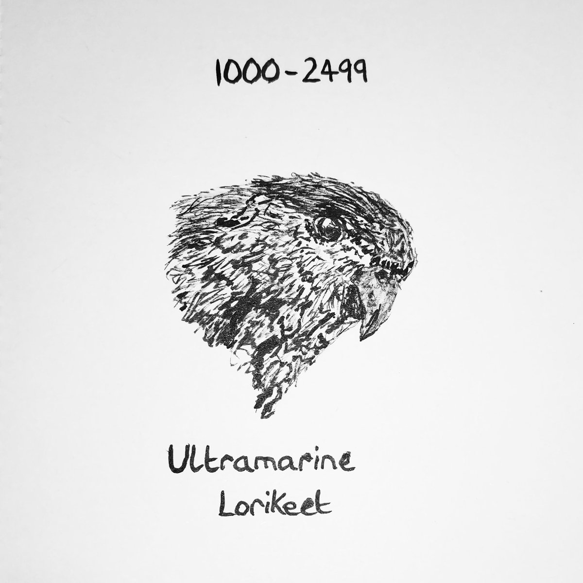 designabbied's tweet photo. Nearly at the end of my endangered animal series to highlight the deterioration of this wonderful planet😔🌍
Today's animal is the Ultramarine Lorikeet with 1000-2499 recorded in the wild🥺
#savetheendangered
-
#endangeredanimals #endangered #savetheplanet #ultramarinelorikeet https://t.co/DsoyvJ6Pts