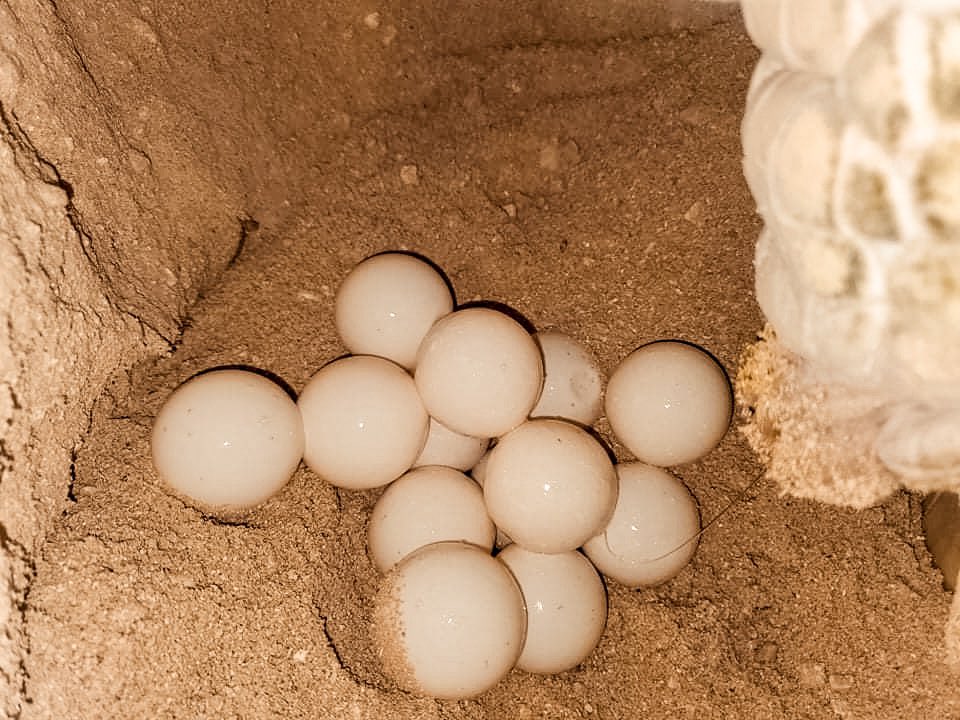 CaymanTurtle's tweet photo. We have some very egg-citing news! 🥚 

#Turtlenestingseason here at CTCEC is officially underway as the first eggs of the season were laid earlier this week on our breeding beach. 

We expect to see our first hatchlings in around 60 days time! 🐢

#SeaTurtle #CaymanIslands https://t.co/rqreu1dTrr