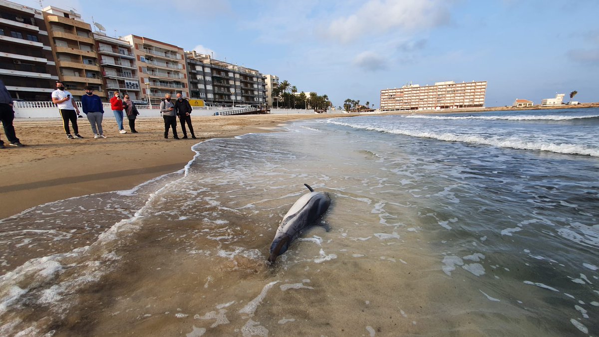 inf_vegabaja's tweet photo. 🔵Aparece un delfín listado muerto en la playa de Los Locos de #Torrevieja /El ejemplar varado ha sido retirado y será congelado para estudiar las causas de la muerte por el biólogo municipal
https://t.co/AGRq64DniX https://t.co/6DXJY224ff