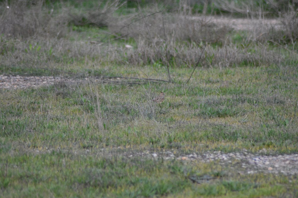 loxicdelamola's tweet photo. primer de tot peroneu la mala qualitat fotogràfica 🙏🙏🙏. Que us sembla que pot ser una #cogullada per la cresta que te ? @birdcatalunya https://t.co/TjWMSpIdCt