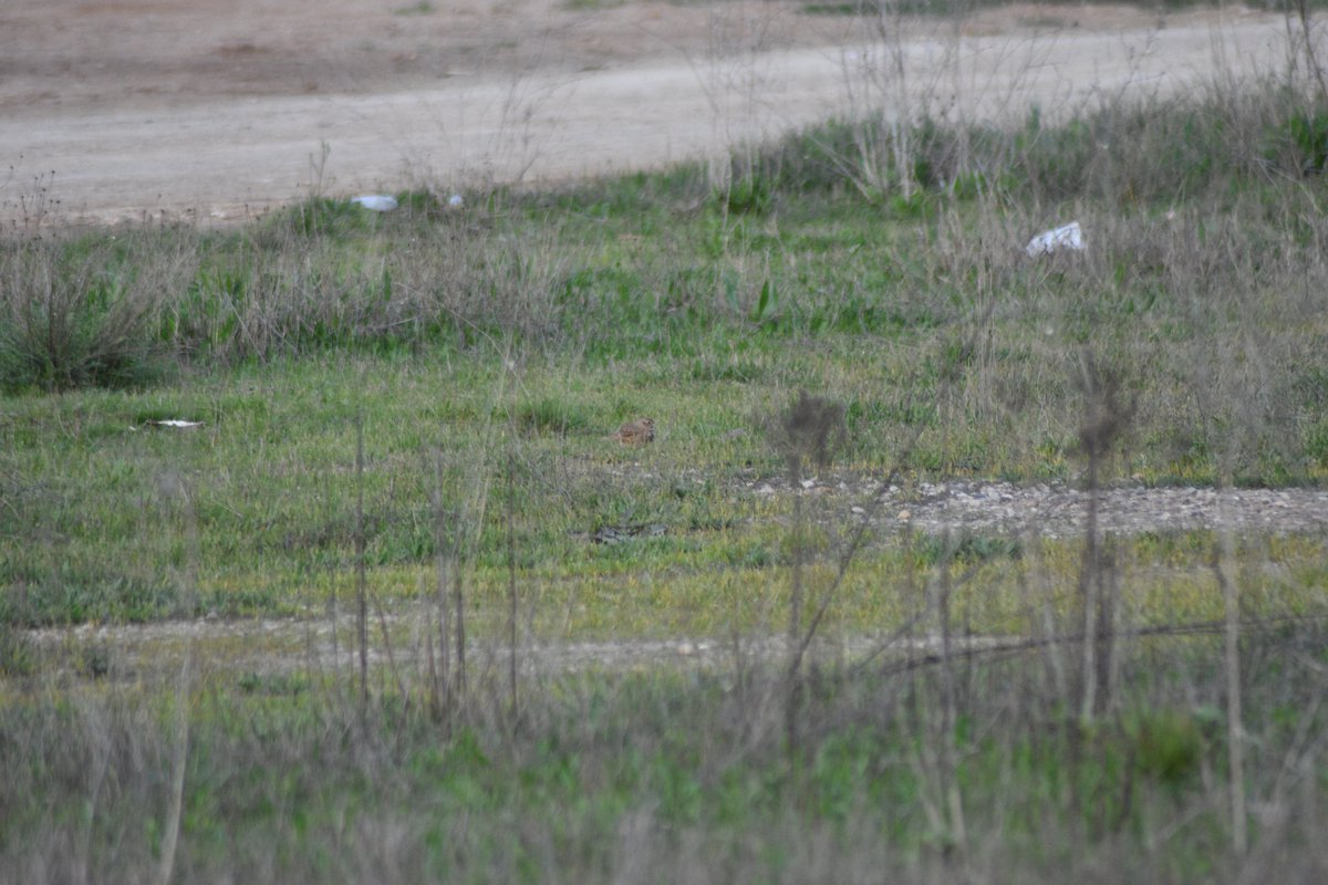 loxicdelamola's tweet photo. primer de tot peroneu la mala qualitat fotogràfica 🙏🙏🙏. Que us sembla que pot ser una #cogullada per la cresta que te ? @birdcatalunya https://t.co/TjWMSpIdCt