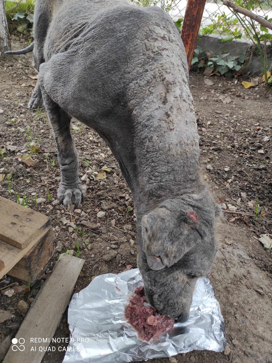 Şimdi paylaşacağım canın 3 ay önceki ve şu anki halini paylaşıcam. 3 ay önceki hali bu yazının altında sonraki hali bir sonraki tweette. Bir de yazdığım yazıyı okursanız çok sevinirim. Sensitive mamaya ihtiyacımız var Bulut için. Göndermek isteyen birileri çıkar mı?