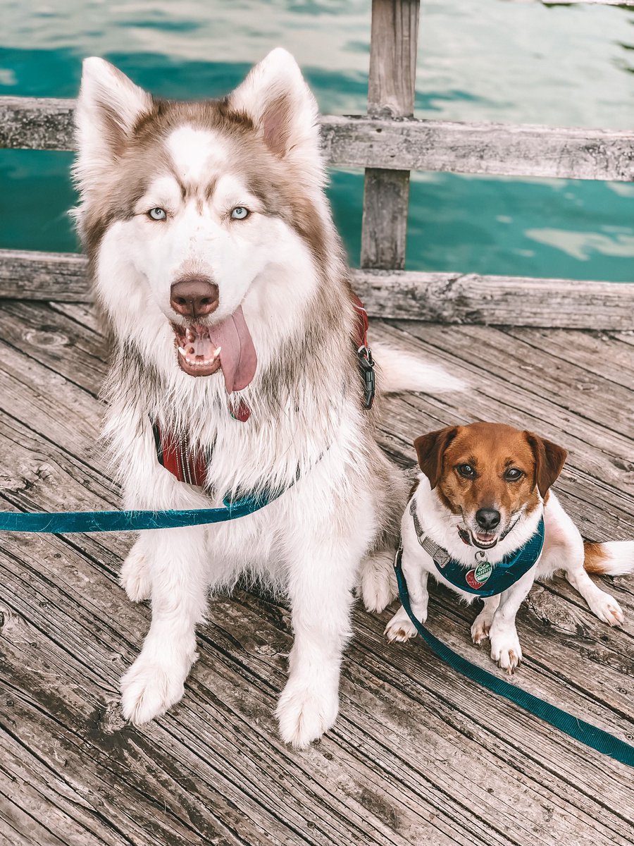 Forever appreciating my babies ❤️🐾 and alllllllll the dog hair <a href="/CoachemupGreene/">Clint Greene</a> <a href="/SoutheastIHX/">Southeast Hustlers IHX 👑🔆</a> #EmployeeAppreciationDay