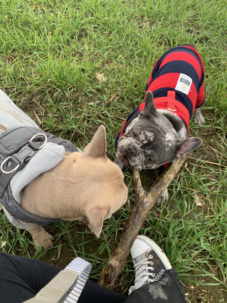 BabyBoyNoNameY1's tweet image. I was a very good boy today over the field without my lead on .. I’m starting to play a lot more with coco on our walks now 😁🐾 coco’s favourite is sticks so I guess I’m gonna enjoy these to?! 🤔💙🤪 #walkies #frenchies #fieldfun