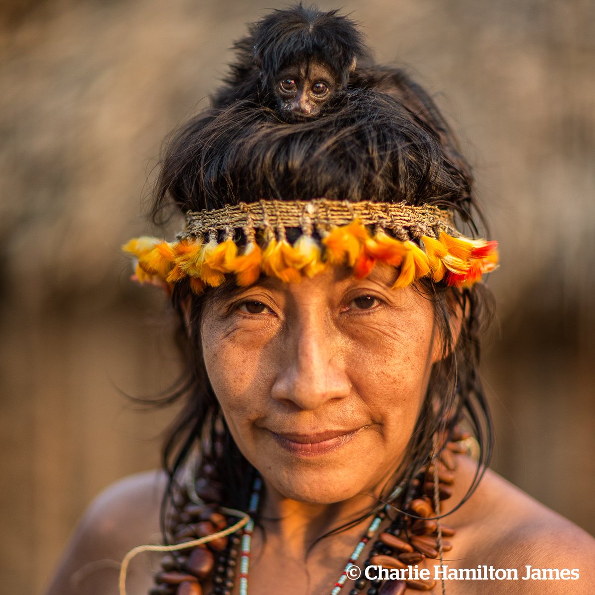 survivalesp's tweet photo. ¿Sabías que las mujeres awás cazan, al igual que los hombres, y hasta pueden tener varios esposos?🏹💚

Mientras, las #mujeres de las sociedades industrializadas siguen luchando por la igualdad, algo completamente normal para el pueblo indígena #awá de la amazonía brasileña.

#8M https://t.co/wzvQK5zro5