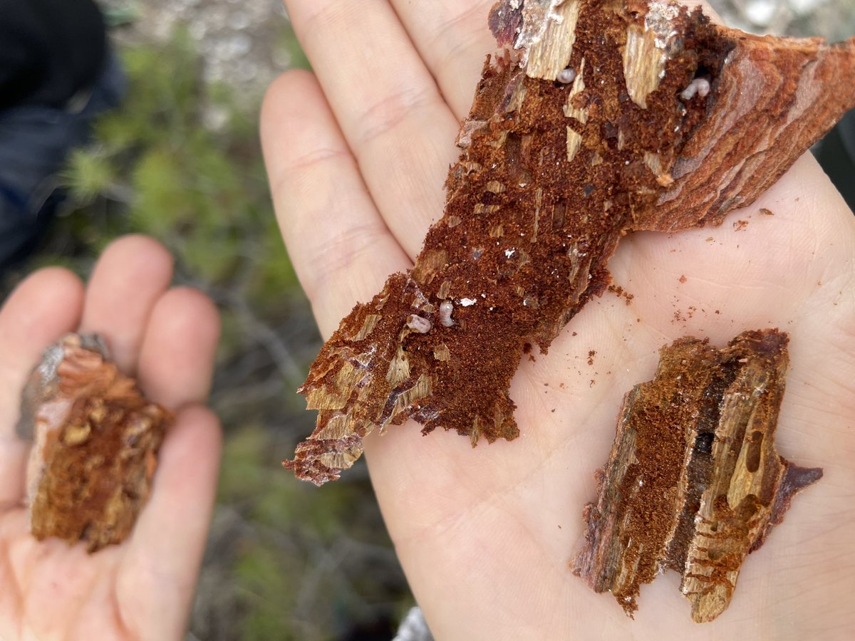 First field day in Alicante, Spain! So much to see, so much to learn. Feeling so grateful for this opportunity from <a href="/FulbrightSpain/">Fulbright  España</a>