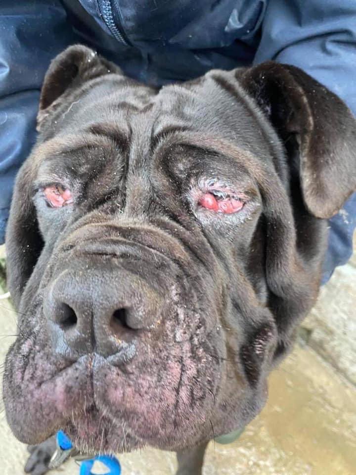 NWDogRescue's tweet photo. Hopefully we can save her sight .... she’s only a year old 😢😢😢 https://t.co/3t5Iey9cn8 https://t.co/jPjokYJm73