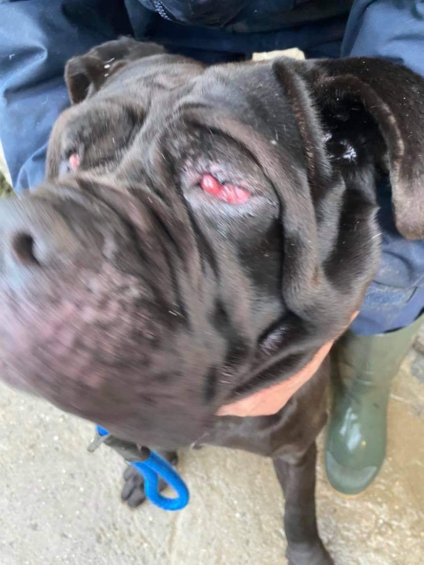 NWDogRescue's tweet photo. Hopefully we can save her sight .... she’s only a year old 😢😢😢 https://t.co/3t5Iey9cn8 https://t.co/jPjokYJm73