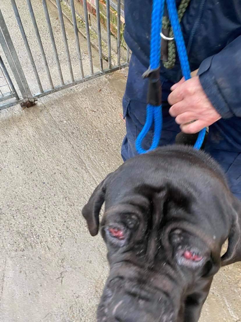NWDogRescue's tweet photo. Hopefully we can save her sight .... she’s only a year old 😢😢😢 https://t.co/3t5Iey9cn8 https://t.co/jPjokYJm73