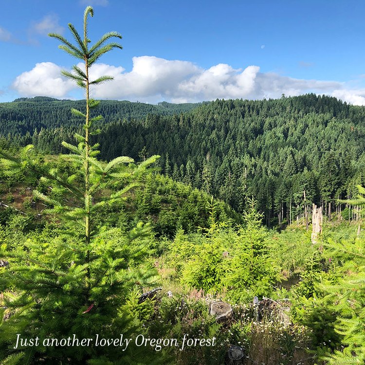 Trees in a young, replanted forest can put on 3 feet of growth in the springtime as they reach for the sun. These saplings planted outside of Forest Grove are well on their way to growing big and tall. Find more lovely forest images at OregonForests.org/image_galleries
