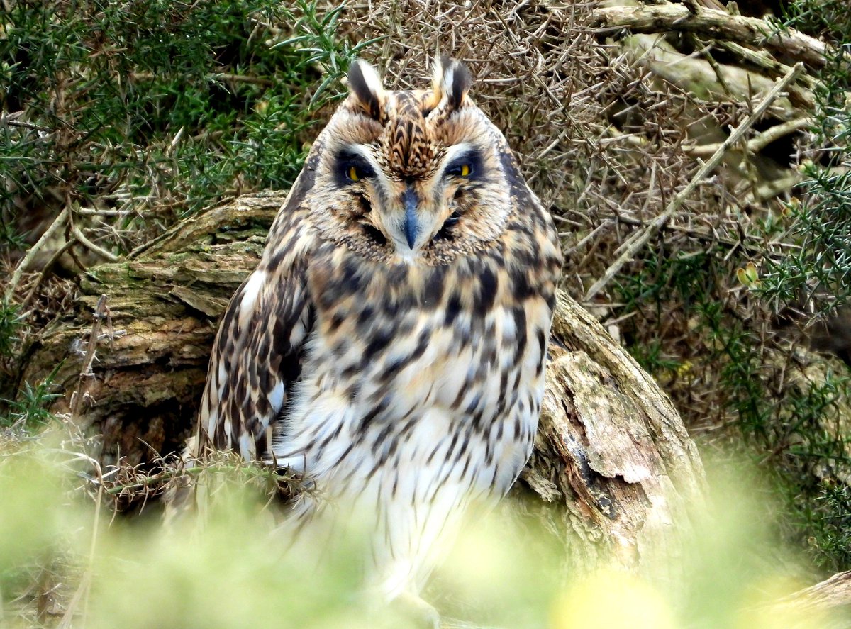 Walking through the gorse, didn't expect to see this Short Eared Owl 👀🦉