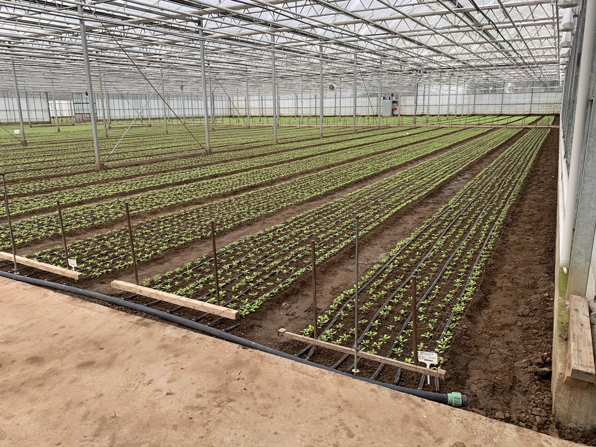 Enjoying the longer day light hours # lovebritishflowers